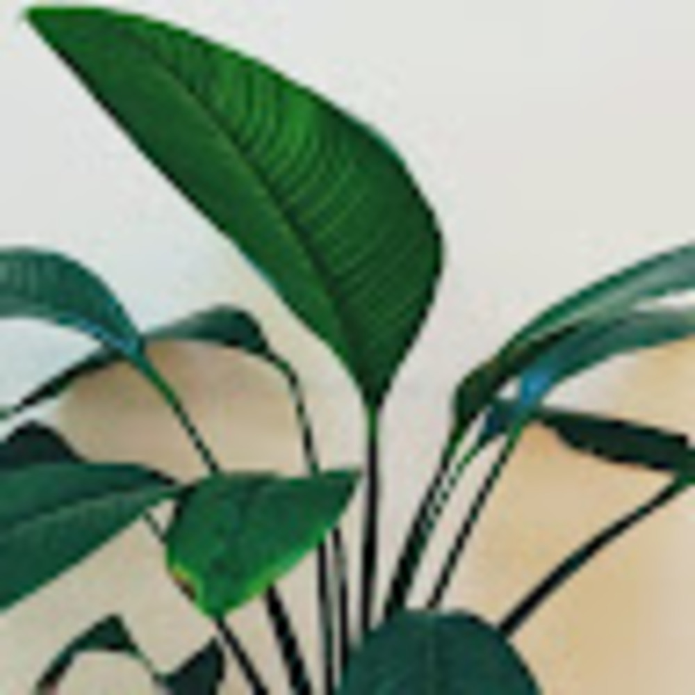 Meet your Posher, Jackson